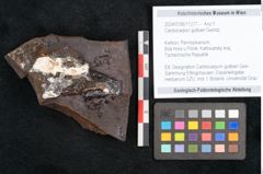 Foto (Objekt + Etikett) von Cardiocarpon gutbieri Geinitz (NHMW-GEO-2024-0188-11277)